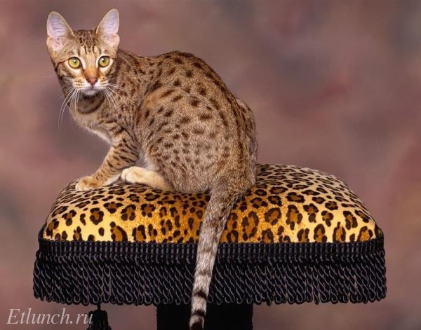 Самые редкие и необычные породы кошек. Калифорнийская сияющая кошка